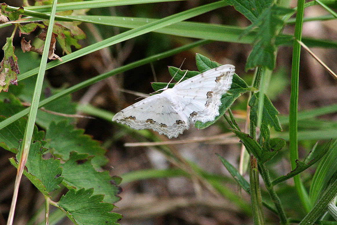 Scopula ornata?